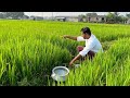 Fishing Video🎣🐠 || The village boy is fishing with a hook in the paddy field || Amazing hook fishing