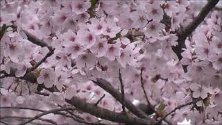 菊ヶ丘運動公園　桜【青森県・五所川原市】　2019.04.26