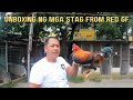 QUALITY OF STAG FROM RED GAMEFARM | Boss Noli Vlog