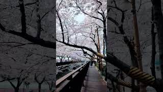 진해 여좌천 벚꽃 만개 / 2023.3.30. 촬영 #진해군항제 #군항제 #cherryblossom