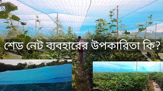 নেট হাউজে ক্যাপসিকাম চাষ  -ক্যাপসিকাম চাষ পদ্ধতি। নেট হাউজে ক্যাপসিকাম চাষের উপকারিতা কি ?