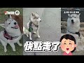 別桌狗狗在吵架！膽小肥柴嚇爆😭委屈撲媽身上討拍｜寵物動物｜柴犬｜精選影片