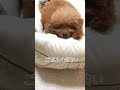 【忠犬】ご飯を待つプードルを待たせすぎると