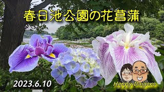 【春日池公園花菖蒲】広島県福山市！2023/６月１０日撮影です！見頃です！花が待ってます？