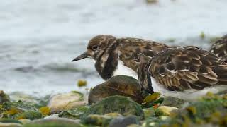 Beautiful coastal birds!! - #music #wildlife #travel