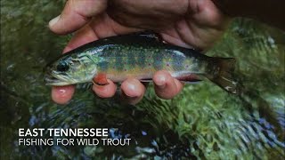 Small Stream Wild Trout - East Tennessee