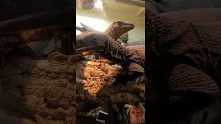 Varanus Rudicollis - Importance of basking area  keeping multiple monitors, 3 basking simultaneously