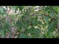 the difference between a male and female mulberry tree