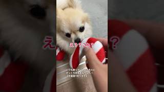 え？これ？！いつも使っているおもちゃが鳴っただけなのにびっくりする愛犬#shorts #ポメチワ #きなちゃんねる #小型犬 #smalldog #ミックス犬 #びっくり