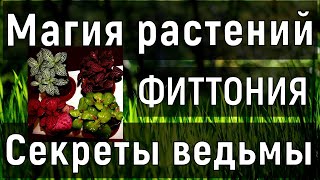 Фиттония. Магические свойства. Магия растений. Секреты ведьмы. Елена Руденко (Валтея).