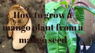 How to grow mango plant from seed//విత్తనం నుండి మామిడి చెట్టును ఎలా పెంచాలి