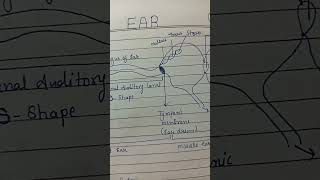 Ear।structure of ear।ear diagram।#shorts #youtubeshorts #nursing