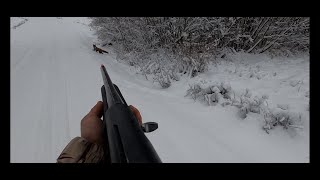 Ketunmetsästystä / Foxhunting 28