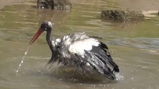 Jungstörche - Weißstorch nähe Luisenpark - Storch beim baden - Panasonic HC-V180 Test sehr gut