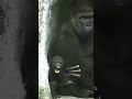 #ASMR #Gorilla #ゴリラ | D'jeeco Family 🦍short 【#金剛猩猩】 #2022_2 Taipei Zoo 臺北動物園