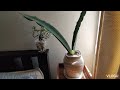 converting my sansevieria to semi hydroponics