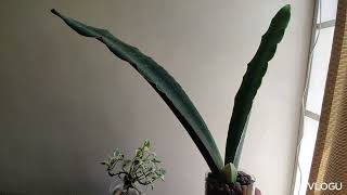 converting my sansevieria to semi hydroponics