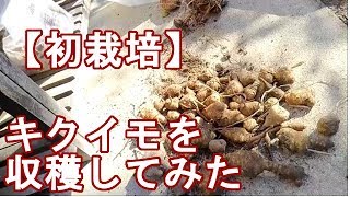 菊芋を初収穫しました。【Jerusalem artichoke】