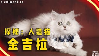 探秘：人造天使“金吉拉猫”，跌落凡间的温柔守护神！