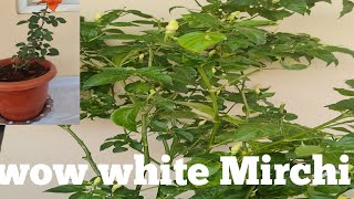 wow white Mirchi tree