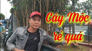 SH.4487. Gặp hai anh này bán Mộc Hương giá hợp lý tại chợ Sơn Tây 15/11/2020.