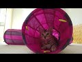 playful bengal kitten loves to pop balloons 4k