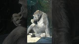 モモカとリキの姉弟　【上野動物園】  ゴリラ🦍