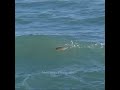 surfing flounder @marksmithphotography.