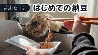 納豆のネバネバに猫が見とれてしまいました…#Shorts