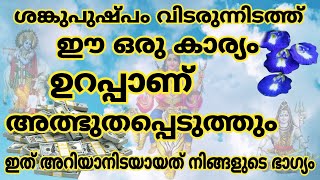 ശങ്കുപുഷ്പം വിടരുന്നിടത്ത് ഒരു കാര്യം ഉറപ്പാണ് ഇത് നിങ്ങളെ അത്ഭുതപ്പെടുത്തും ചെയ്യാൻ മറക്കല്ലേ