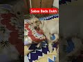 Sabse Bada dukh #dog #goldenretriever #shortsvideo #shorts #funny #comedy