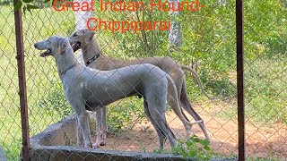 Chippiparai dogs guarding. Best of Indian hounds.