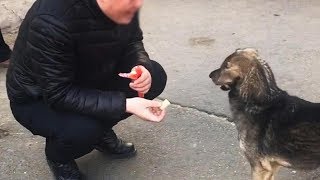 流浪狗看见火腿肠不张嘴，以为不喜欢吃，突然一个动作感动哭了