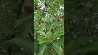 Bradford Pear tree..Red apple tree..