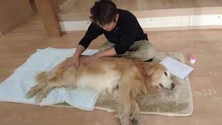 The power to live and the encouragement to live. Glad and sad news. 【Golden Retriever japan】