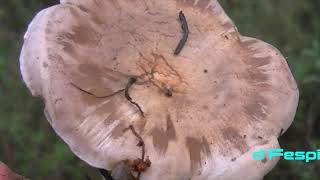 CLITOCYBE LUSCINA- Lepista Luscina- Lepista Panaeolus-- Hongos basidiomicetos-(20yT)