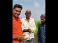 तैवान पिंक पेरू लागवड कशी करावी पेरूचे रोप कसे लावावे guava plantation