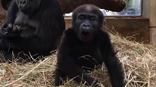 #GorillaStory: Happy First Birthday, Moke!