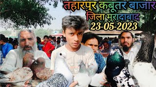 तहारपुर कबूतर बाजार 23-05-2023 मुरादाबाद ll Taharpur pigeon market Moradabad ll kabutar bazar video🕊