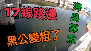 瞎趴 蝦竿 前打 啊波 嘉義釣點 東石17線 路旁 黑公（海吳）嘿 比去年難釣 但體型比去年還要漂亮