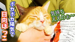 保護した野良猫とポカポカ陽気で日向ぼっこ