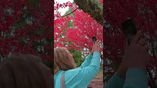 Explore Mt Macedon with the fabulous wide angle EFS 10-18mm lens for Canon | Budget wide angle lens