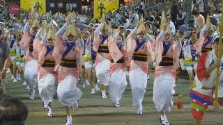 「踊るあほう」熱気包む 阿波おどりが開幕