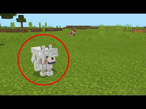 how to spawn a wolf with armor in minecraft how to spawn a wolf with armor in minecraft