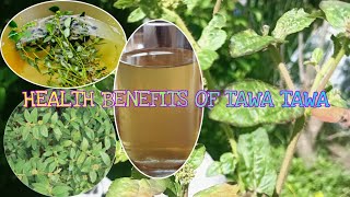 Health benefits of tawa tawa MJPVLOGS