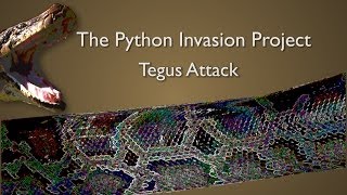 The Python Invasion: Tegus