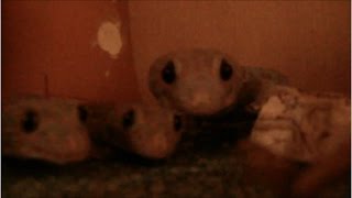 トッケイヤモリ　餌時間／Tokay Gecko Feeding