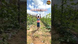 శాశ్వత కూరగాయ పందిరి #shorts #vegetablefarming #youtubeshorts #agriculture #farming #vegetables