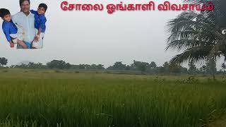 சோலை ஓங்காளி. விவசாயம்