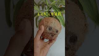 coconut shell crafts🥥 || #diy #shorts #bestoutofwaste #youtubeshorts